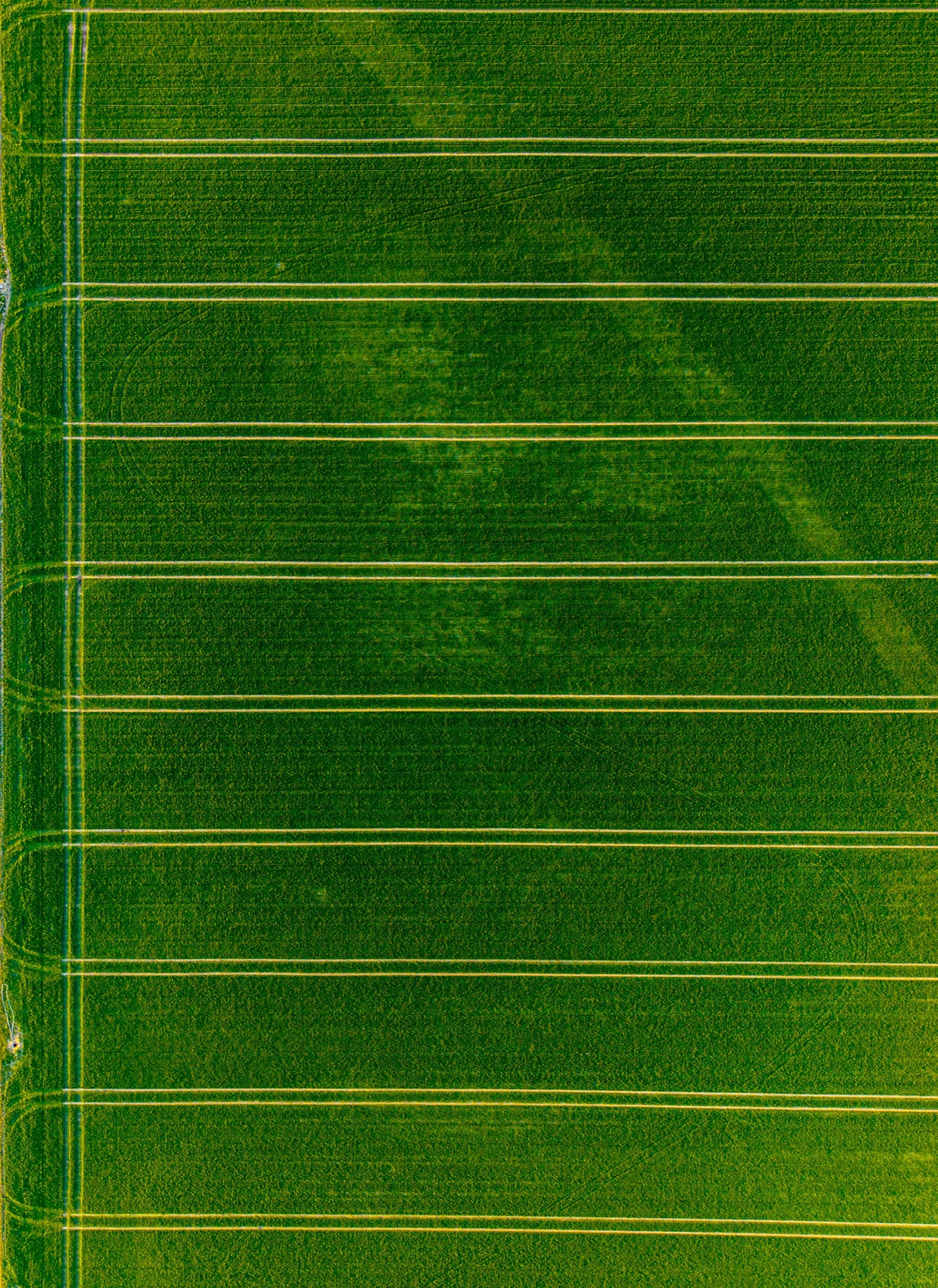 Aerial view of green crop rows: farmland patterns and marketing intelligence for agribusiness