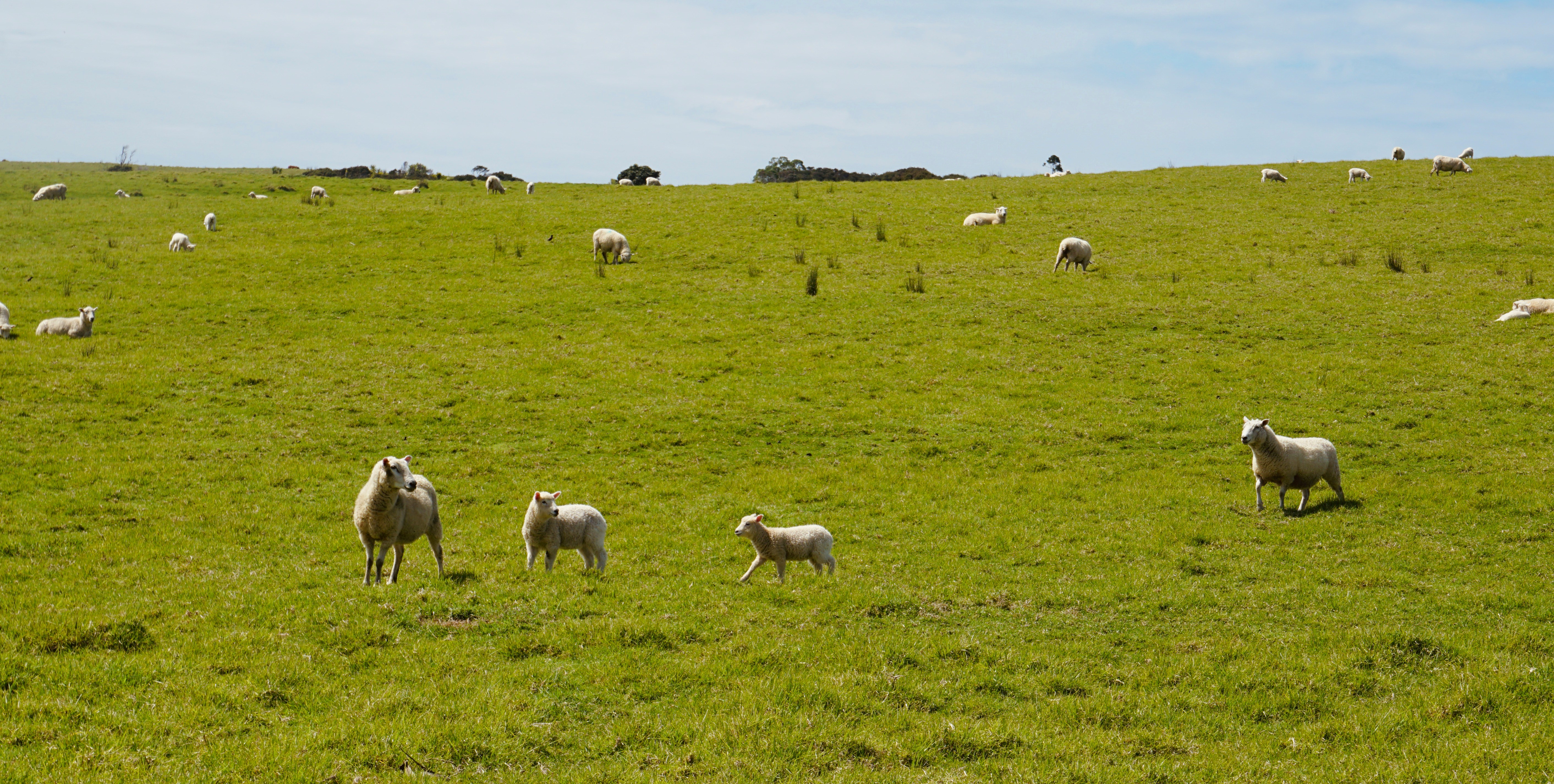 Sheep on a green New Zealand hillside: Spring agribusiness marketing priorities