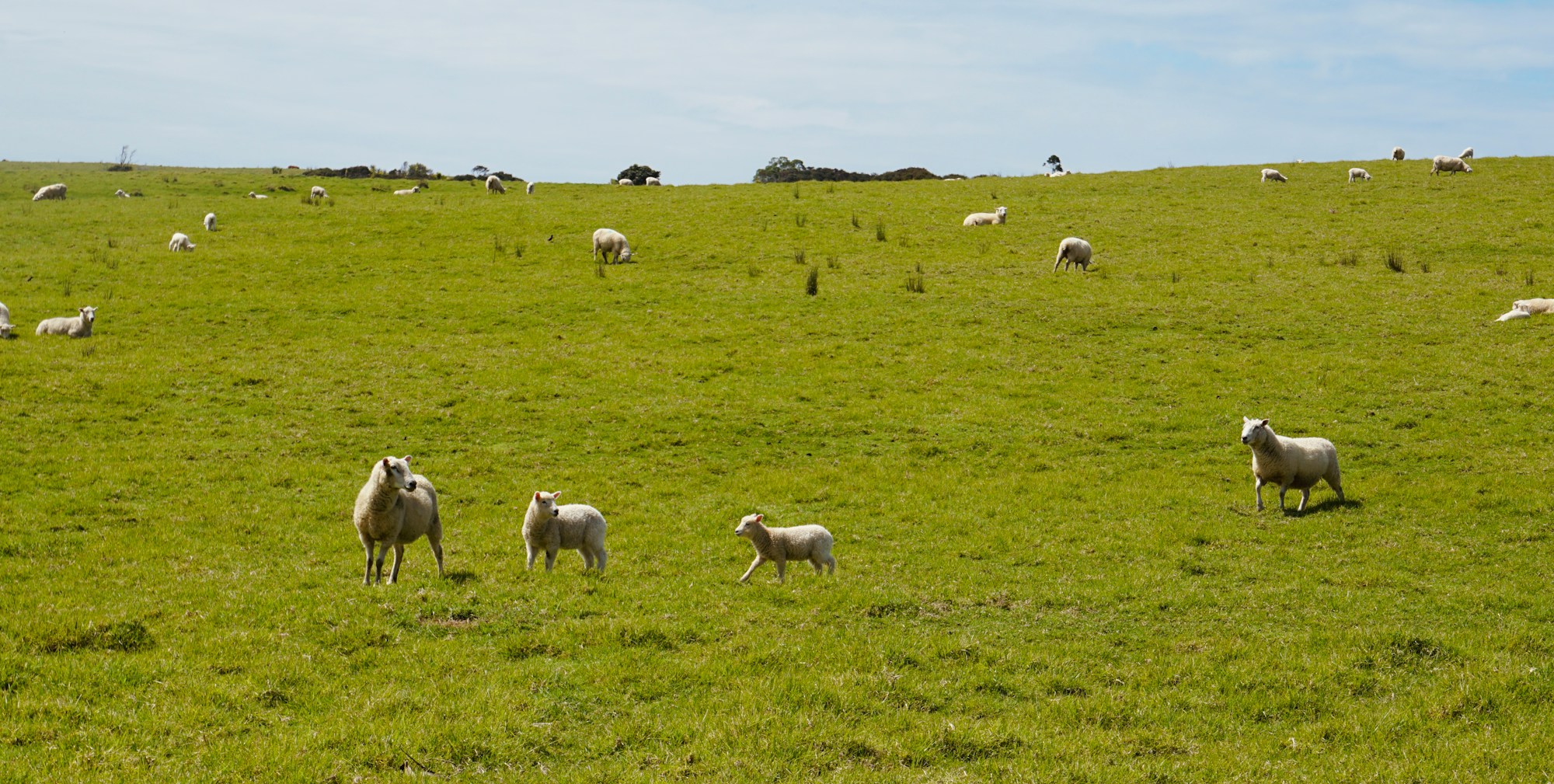 Sheep on a green New Zealand hillside: long-term brand trust for agribusiness